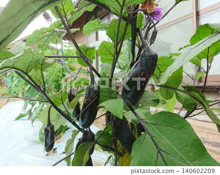 Eggplant fruit and seedlings Eggplant fruit and seedlings 140602209