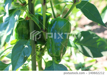 Large, ripe bell peppers Large, ripe bell peppers 140602212