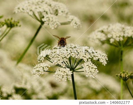 Bee collecting pollen on a white wildflower Bee collecting pollen on a white wildflower 140602277