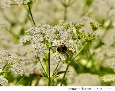 Bumblebee collecting pollen on meadow flowers Bumblebee collecting pollen on meadow flowers 140602278