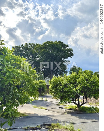 Urban farmhouses with groves of trees around the property Urban farmhouses with groves of trees around the property 140602287