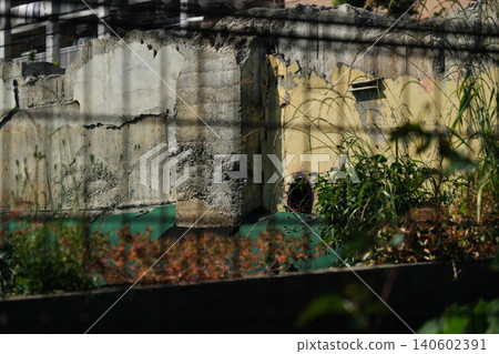 Green weeds and a crumbling yellow wall visible through the fence. Green weeds and a crumbling yellow wall visible through the fence. 140602391