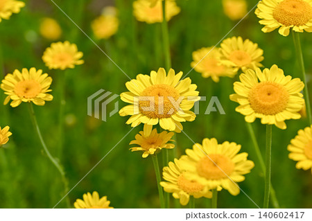 Koya chamomile Koya chamomile 140602417