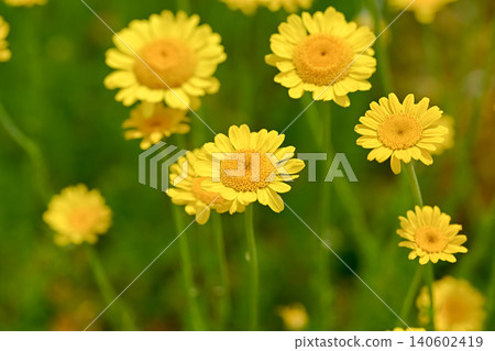 Koya chamomile Koya chamomile 140602419