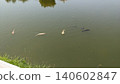 Waterfowl floating in the river 140602847