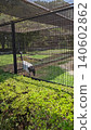 Red-crowned cranes at Korakuen Garden 140602862