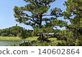 The large tree in Korakuen 140602864