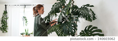 Cheese Plant Care: Middle-Aged Woman Tending to Monstera Deliciosa. banner 140603062