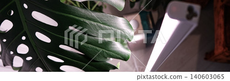 Banner. Monstera Deliciosa leaf with a vertical stylish phytolamp for full spectrum lighting. indoor plant care 140603065