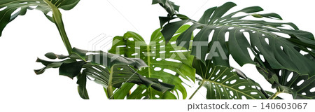 banner. Monstera delicatessen or Swiss cheese home plant on a white background Subtropical landscaping concept banner. Monstera delicatessen or Swiss cheese home plant on a white background Subtropical landscaping concept 140603067