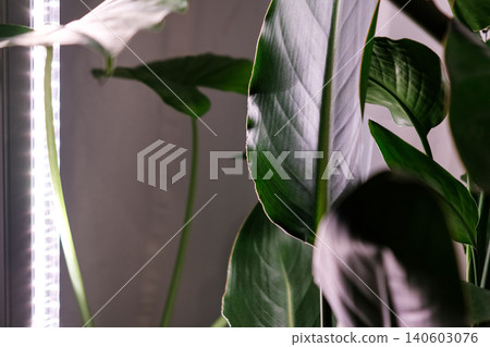 Banner. Strelitzia regina leaf with a vertical stylish phytolamp for full spectrum lighting. indoor plant care Banner. Strelitzia regina leaf with a vertical stylish phytolamp for full spectrum lighting. indoor plant care 140603076
