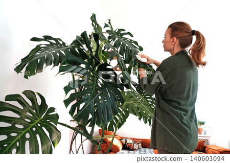 Cheese Plant Care: Middle-Aged Woman Tending to Monstera Deliciosa 140603094