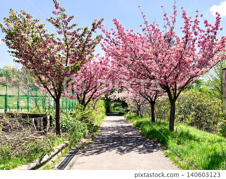 Otaru Park walking path, Otaru City, Hokkaido, cherry blossoms on a sunny day 140603123