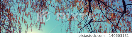 Beautiful lakeshore with trees in autumn morning, wilderness. Sunrise. 140603181