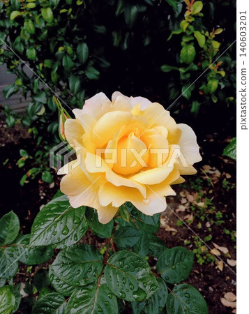 Rose in bloom. Yellow flower in the garden Rose in bloom. Yellow flower in the garden 140603201