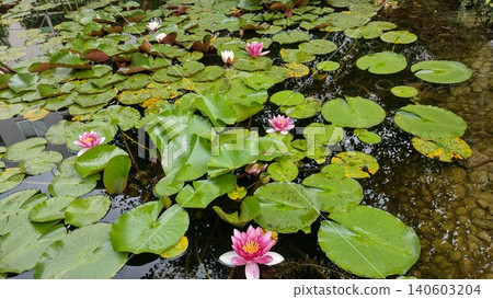 Pink water lily flower with leaves in the morning lake Pink water lily flower with leaves in the morning lake 140603204