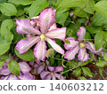 A bunch of pink and violet color flowers are growing on a vine.The flowers are in full bloom and are surrounded by green leaves. Concept of natural beauty and growth, as the flowers. 140603212
