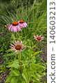 Echinacea purpurea medicines flower in the garden 140603213