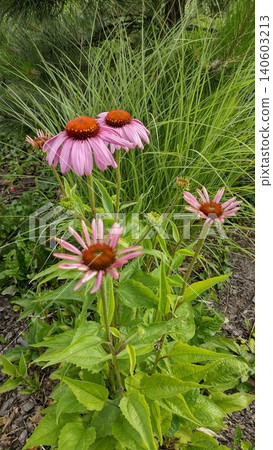 Echinacea purpurea medicines flower in the garden Echinacea purpurea medicines flower in the garden 140603213