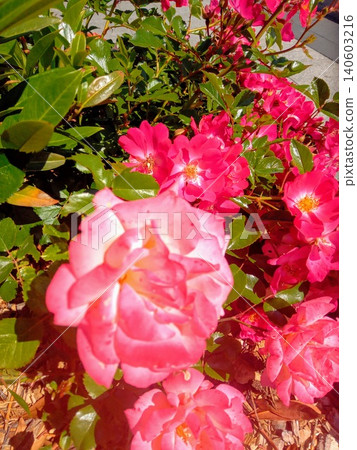 Roses bloom in a garden with sunlight shining on bright petals during the afternoon in a suburban neighborhood in spring Roses bloom in a garden with sunlight shining on bright petals during the afternoon in a suburban neighborhood in spring 140603216
