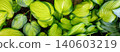 Foliage in a garden showing various shades of green leaves during daylight in spring or summer 140603219