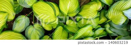 Foliage in a garden showing various shades of green leaves during daylight in spring or summer Foliage in a garden showing various shades of green leaves during daylight in spring or summer 140603219