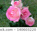 Light pink rose flower in the garden 140603220