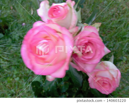 Light pink rose flower in the garden 140603220