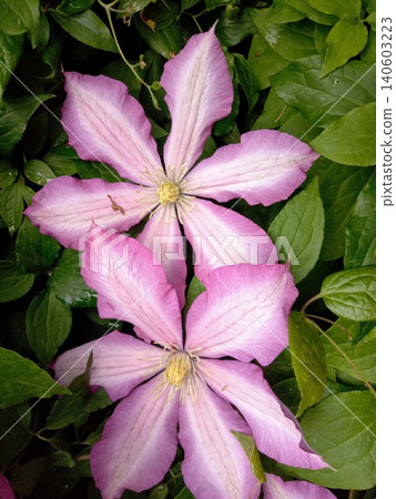 A bunch of pink and violet color flowers are growing on a vine.The flowers are in full bloom and are surrounded by green leaves. Concept of natural beauty and growth, as the flowers. A bunch of pink and violet color flowers are growing on a vine.The flowers are in full bloom and are surrounded by green leaves. Concept of natural beauty and growth, as the flowers. 140603223