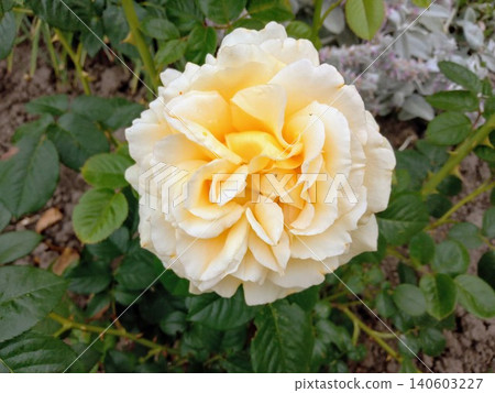 Rose flower in the morning garden. Light yellow cream color plant Rose flower in the morning garden. Light yellow cream color plant 140603227