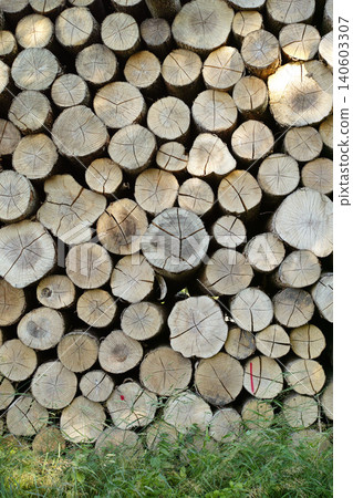 Lumber, wood and outdoor with pile, forest and birch tree with deforestation and timber for firewood supply. Log, nature and woods for construction material and trunk resource of bark for logging Lumber, wood and outdoor with pile, forest and birch tree with deforestation and timber for firewood supply. Log, nature and woods for construction material and trunk resource of bark for logging 140603307
