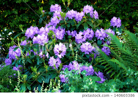 Azalea, countryside and forest with flower, plants and grass in nature with floral greenery outdoor. Leaves, bush and woods with bloom and wild garden in spring with no people and fresh vegetation Azalea, countryside and forest with flower, plants and grass in nature with floral greenery outdoor. Leaves, bush and woods with bloom and wild garden in spring with no people and fresh vegetation 140603386