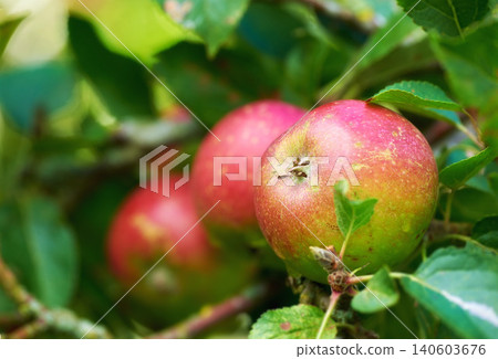 Agriculture, nature and apples for fruit on branch, tree and outdoor in garden or farm with leaves. Nutrition, healthy and vegan or vegetarian food, organic and plants for growth in South Africa Agriculture, nature and apples for fruit on branch, tree and outdoor in garden or farm with leaves. Nutrition, healthy and vegan or vegetarian food, organic and plants for growth in South Africa 140603676