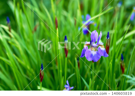 Iris, countryside and grass with purple flower, plants and calm in nature with floral greenery outdoor. Leaves, bush and woods with bloom and wild garden in spring with no people and fresh vegetation Iris, countryside and grass with purple flower, plants and calm in nature with floral greenery outdoor. Leaves, bush and woods with bloom and wild garden in spring with no people and fresh vegetation 140603819