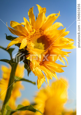 Sunflower worm eye view vertical blooming blue sky field 140603856