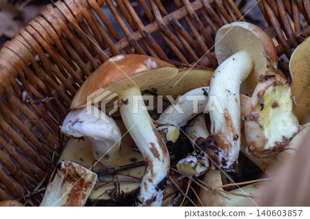Fresh butter mushrooms suillus in wicker basket harvest Fresh butter mushrooms suillus in wicker basket harvest 140603857