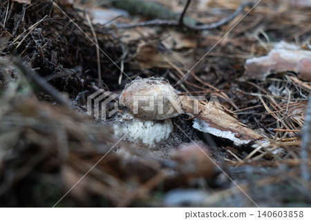 Tiny young porcini mushroom in frozen dark forest soil Tiny young porcini mushroom in frozen dark forest soil 140603858