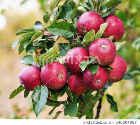 Red apples, orchard and bunch with nature, environment and leaves with garden and ecology. Fruit, trees and sunshine with growth and countryside with farmland and food with plants and agriculture Red apples, orchard and bunch with nature, environment and leaves with garden and ecology. Fruit, trees and sunshine with growth and countryside with farmland and food with plants and agriculture 140604087