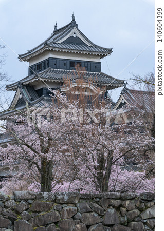 Matsumoto Castle in full bloom with cherry blossoms Matsumoto Castle in full bloom with cherry blossoms 140604399