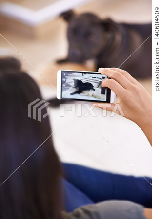Pics of my pooch. Hands, phone and picture of dog in home, social media and post on internet to capture moment. Person, pet care and animal for blog or camera app for photography,. Pics of my pooch. Hands, phone and picture of dog in home, social media and post on internet to capture moment. Person, pet care and animal for blog or camera app for photography,. 140604509
