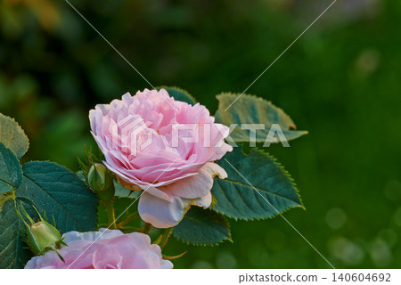 Rose, leaf and flower in nature for plant, love and bloom with bud and growth in garden or natural environment. Bright and fresh in sunlight and spring season and stem with flora, petal and color Rose, leaf and flower in nature for plant, love and bloom with bud and growth in garden or natural environment. Bright and fresh in sunlight and spring season and stem with flora, petal and color 140604692