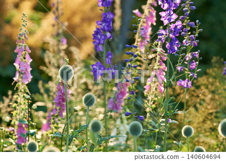 Flower, countryside and forest with purple, plants and grass in nature with floral greenery outdoor. Leaves, bush and woods with bloom and wild garden in spring with no people and fresh Larkspur Flower, countryside and forest with purple, plants and grass in nature with floral greenery outdoor. Leaves, bush and woods with bloom and wild garden in spring with no people and fresh Larkspur 140604694