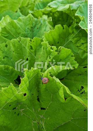 Vegetable, lettuce and nature environment with snail or small business production, agriculture or countryside. Healthy food, growth and vegetation for land insect on plant, ecology or sustainable 140604698