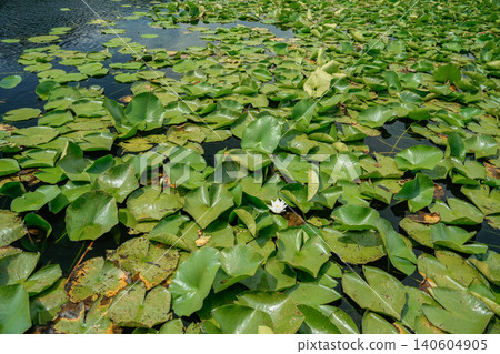 Medium shot of water lily flower and leaves on calm lake surface natural aquatic landscape Medium shot of water lily flower and leaves on calm lake surface natural aquatic landscape 140604905