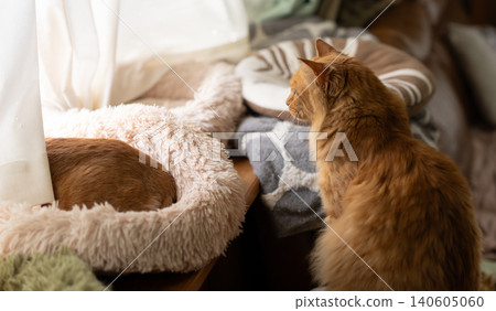 A cute tabby cat gazing out the window. A cute tabby cat gazing out the window. 140605060