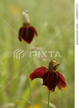 Wildflowers Growing in Field. Rural East TX 140605137