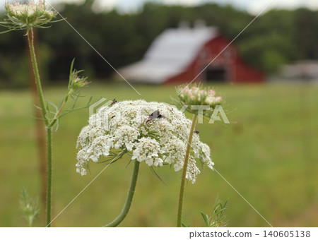 Close up of Wildflowers With Red Barn in Background. Rural East Texas 140605138