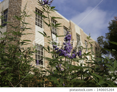 Purple Flowers Near Cherokee County Courthouse in Rusk TX Purple Flowers Near Cherokee County Courthouse in Rusk TX 140605264