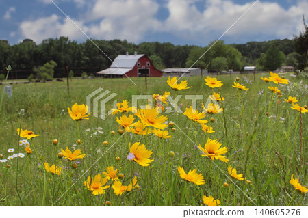 Close up of Wildflowers With Red Barn in Background. Rural East Texas 140605276