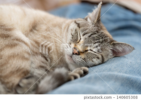 A cat sleeping on its owner's lap 140605308